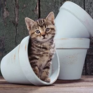Cat - Tabby kitten n flowerpot