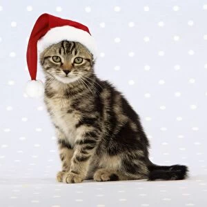Cat - tabby kitten wearing Christmas hat Digital Manipulation