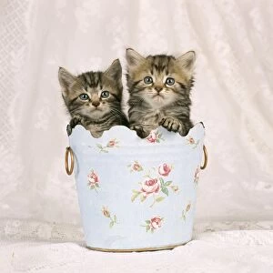 Cat - Tabby kittens in flowery pot