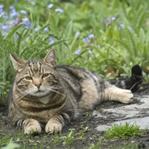 Cat - Tabby lying down in garden