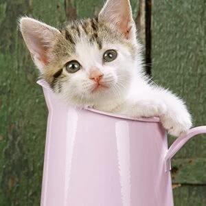 Cat - Tabby & White kitten in pink jug