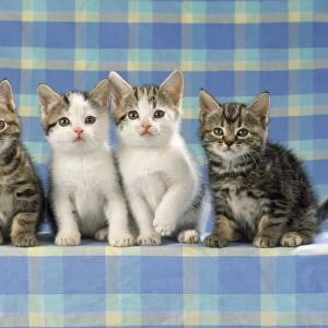 Cat - Tabby & White with Tabby kittens