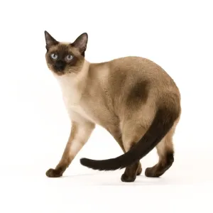 Cat - Thai Cat - Thai