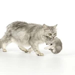 Cat. Tiffanie cat. Mother carrying six week old kitten