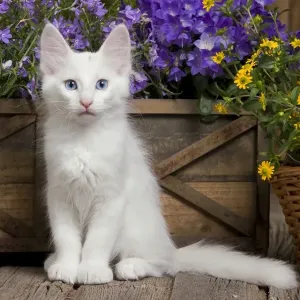 Cat - Turkish Angora kitten Cat - Turkish Angora kitten