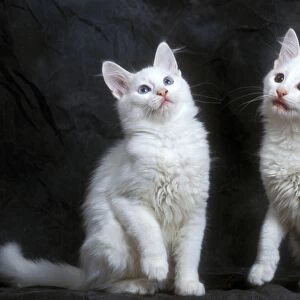 Cat - two Turkish Angora Kittens