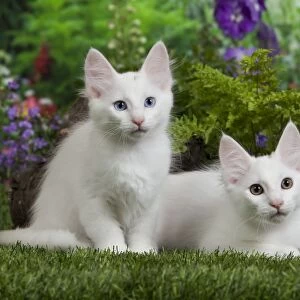 Cat - Turkish Angora kittens
