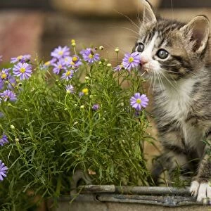 Cat - eight week old kitten smelling flower
