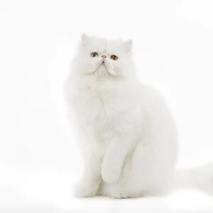 Cat - white Persian with different coloured eyes in studio - one eye blue the other yellow / orange