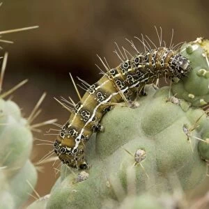 Caterpillar of the Cholla Moth (Euscirrhopterus cosyra) on cholla cactus (Opuntia spp. ) - Sonoran Desert - Arizona - Family Noctuidae - Caterpillars feed on cholla cactus (Opuntia) during summer rainy season