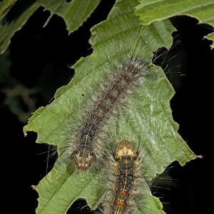 Caterpillars of the nut-tree tussock moth, on hornbeam leaf