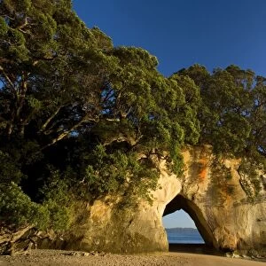 Cathedral Cove tree-clad cliff with a natural rock arch seen from beach at Cathedral Cove Cathedral Cove, Coromandel Peninsula, North Island, New Zealand
