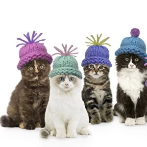 Cats - group wearing woolly hat Digital Manipulation: composition all different LA cats. SU hats