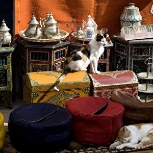 Cats - two sleeping in market. Morocco