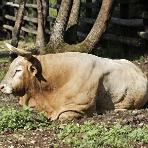 Cattle - Bearnaise cow