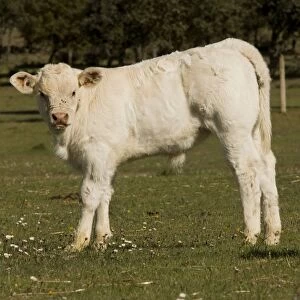 Cattle - Charolais calf