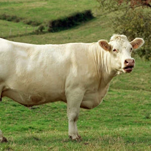 Cattle - Charolais Cow