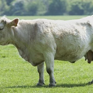 Cattle - Charolais Cow in field