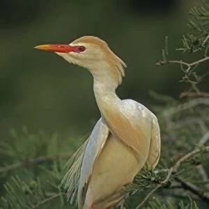 Cattle Egret - Breeding adult - Louisiana - Nonbreeding adult has shorter whitish plumes-yellow bill-yellowish legs - An Old World species it spread to South America-became established in Florida in the early 1950s-reached California by