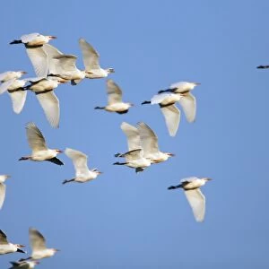 Cattle Egret - flock in flight, Herdade de Sao Marcos Great Bustard Reseve and NP, beside township Castro Verde, Alentejo, Portugal