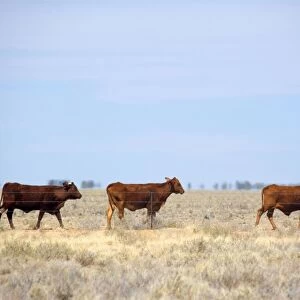 Cattle grazing - cattle on a totally dried out pasture in the Channel country in the outback. Because of drought, only grey shrubs and dry grass is visible and one wonders what this poor animals should feed on there - Queensland, Australia