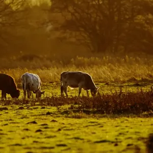 Cattle - grazing early morning - Norfolk UK 15200 Cattle - grazing early morning - Norfolk UK 15200