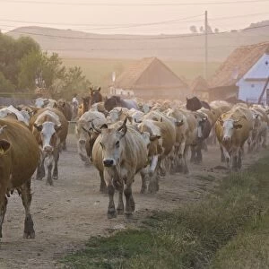 Cattle herds coming home in the evening, to the Saxon Village of Viskri, Transylvania. Old, isolated, very traditional village. Romania