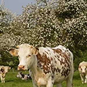 Cattle - Normande Breed - cow in field. France