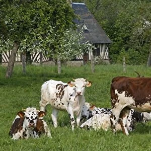 Cattle - Normande Breed - cows in field with cottage behind. France