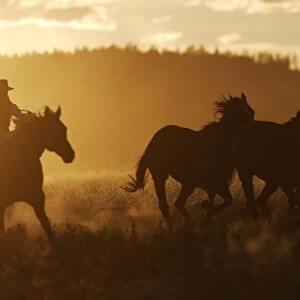 Cattleman riding Quarter / Paint Horse at sunset. Ponderosa Ranch - Seneca - Oregon - USA