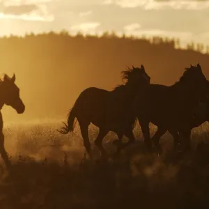 Cattleman riding Quarter / Paint Horse at sunset. Ponderosa Ranch - Seneca - Oregon - USA