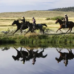 Cattlemen riding Quarter / Paint Horse. Ponderosa Ranch - Seneca - Oregon - USA Cattlemen riding Quarter / Paint Horse. Ponderosa Ranch - Seneca - Oregon - USA