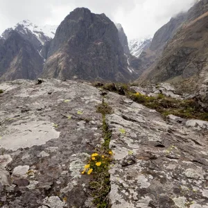 Caucasian Cinquefoil - in Devdoraki valley near Kazbegi, the Great Caucasus, Georgia