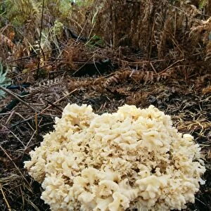Cauliflower Fungus - parasitic on conifer tree