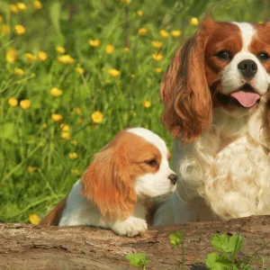 Cavalier King Charles Spaniel - adult and puppy