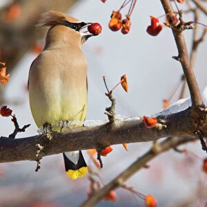 Cedar Waxwing - eating crab apples. Connecticut in January