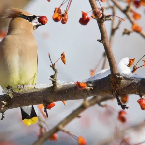 Cedar Waxwing - eating crab apples. Connecticut in January