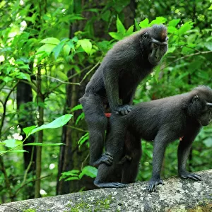 Celebes Crested Macaque / Crested Black Macaque / Sulawesi Crested Macaque / Black Ape - mating - Tangkoko Nature Reserve - North Sulawesi - Indonesia