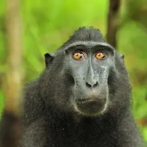 Celebes Crested Macaque / Crested Black Macaque / Sulawesi Crested Macaque / Black Ape - portrait - Tangkoko Nature Reserve - North Sulawesi - Indonesia Celebes Crested Macaque / Crested Black Macaque / Sulawesi Crested Macaque / Black Ape - portrait - Tangkoko Nature Reserve - North Sulawesi - Indonesia