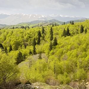 The central Pindos Mountains in spring, looking north from the Katara Pass over forests of Beech and Greek Fir - north Greece