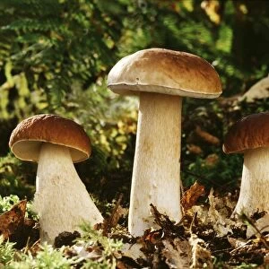 Cep / Penny Bun Bolete Fungi - edible France