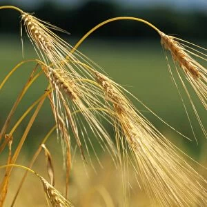 Cereal-Barley