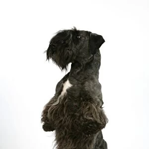 Cesky Terrier - on hind legs