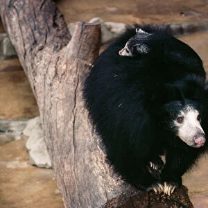 Ceylon Sloth Bear With young on back