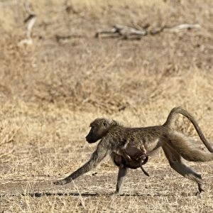 Chacma Baboon - female running with baby clinging to breast - Mashatu Game Reserve - Botswana