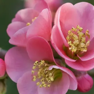 Chaenomeles flowers in spring Chaenomeles flowers in spring