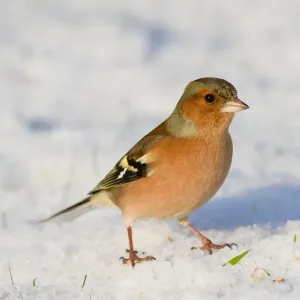 Chaffinch - male - in snow - winter - UK Chaffinch - male - in snow - winter - UK