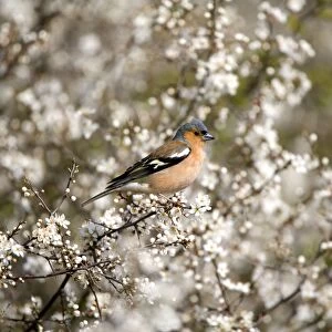Chaffinch - Perched in blackthorn blossom spring - Norfolk UK