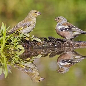 Chaffinch - at pond with Greenfinch showing reflections - Bedfordshire UK 10923