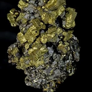 Chalcopyrite (CuFeS2) (Golden) - Commodore Mine - Colorado - USA - The major ore of copper - Copper Iron sulfide - Very important economic ore